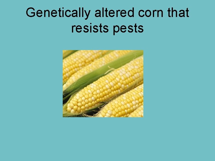 Genetically altered corn that resists pests 