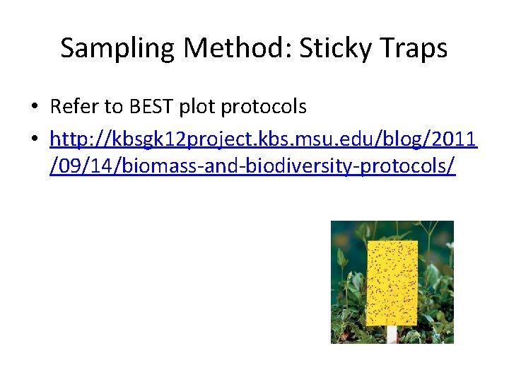 Sampling Method: Sticky Traps • Refer to BEST plot protocols • http: //kbsgk 12