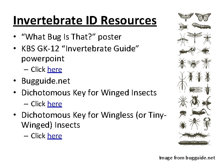 Invertebrate ID Resources • “What Bug Is That? ” poster • KBS GK-12 “Invertebrate