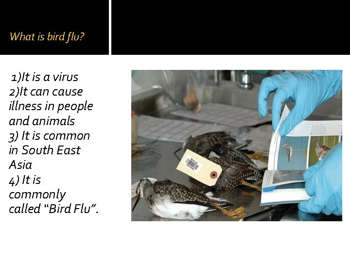 What is bird flu? 1)It is a virus 2)It can cause illness in people