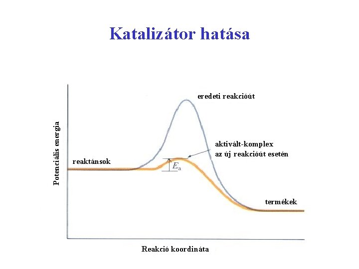 Katalizátor hatása Potenciális energia eredeti reakcióút aktivált-komplex az új reakcióút esetén reaktánsok termékek Reakció