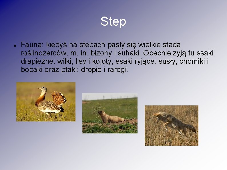 Step Fauna: kiedyś na stepach pasły się wielkie stada roślinożerców, m. in. bizony i