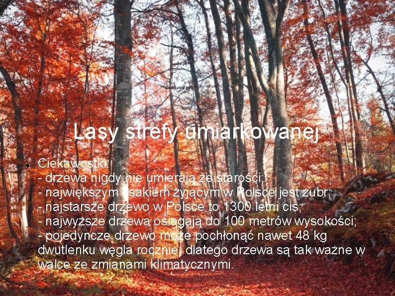 Lasy strefy umiarkowanej Ciekawostki: - drzewa nigdy nie umierają ze starości; - największym ssakiem