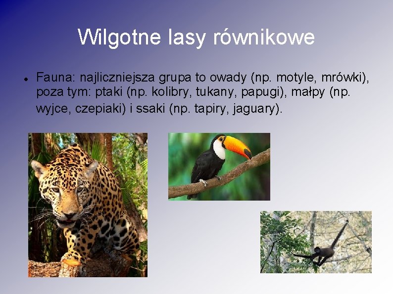 Wilgotne lasy równikowe Fauna: najliczniejsza grupa to owady (np. motyle, mrówki), poza tym: ptaki