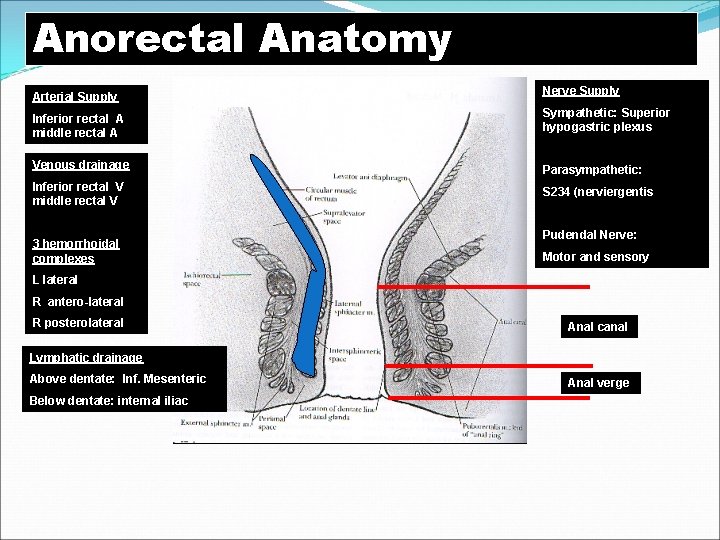 Anorectal Anatomy Arterial Supply Nerve Supply Inferior rectal A middle rectal A Sympathetic: Superior