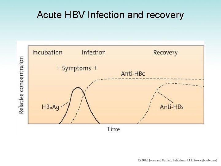 Acute HBV Infection and recovery 