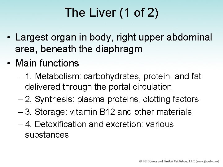 The Liver (1 of 2) • Largest organ in body, right upper abdominal area,