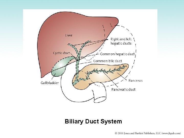 Biliary Duct System 