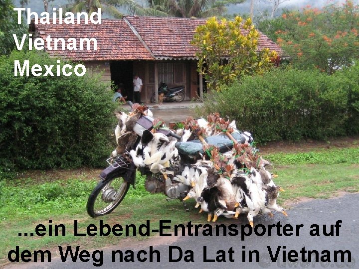 Thailand Vietnam Mexico . . . ein Lebend-Entransporter auf dem Weg nach Da Lat