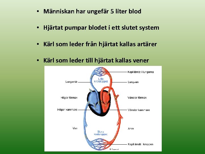  • Människan har ungefär 5 liter blod • Hjärtat pumpar blodet i ett