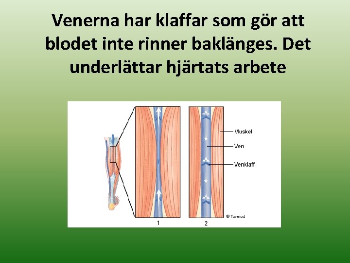 Venerna har klaffar som gör att blodet inte rinner baklänges. Det underlättar hjärtats arbete