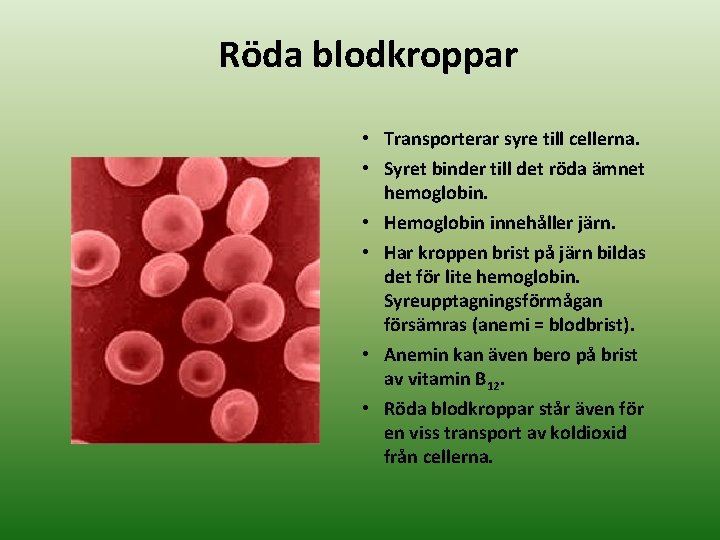 Röda blodkroppar • Transporterar syre till cellerna. • Syret binder till det röda ämnet