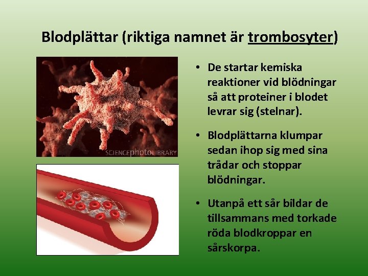 Blodplättar (riktiga namnet är trombosyter) • De startar kemiska reaktioner vid blödningar så att