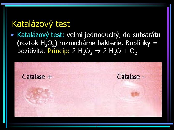 Katalázový test • Katalázový test: velmi jednoduchý, do substrátu (roztok H 2 O 2)