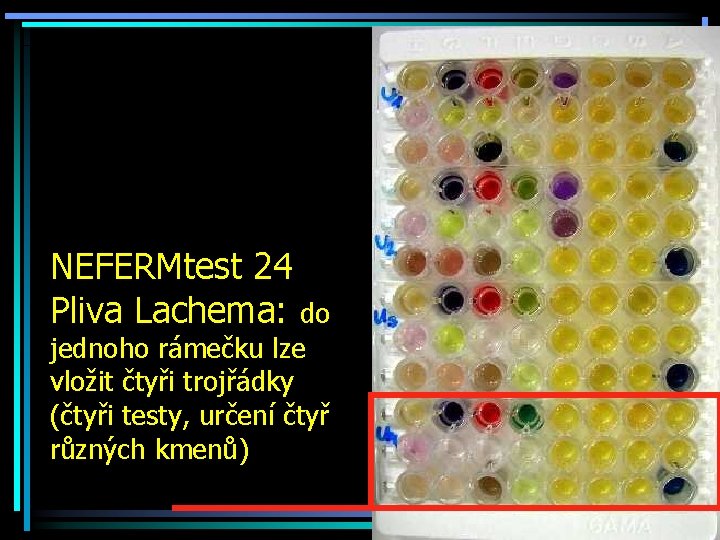 NEFERMtest 24 Pliva Lachema: do jednoho rámečku lze vložit čtyři trojřádky (čtyři testy, určení