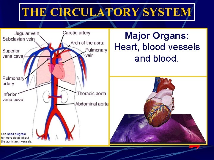 THE CIRCULATORY SYSTEM Major Organs: Heart, blood vessels and blood. THE CIRCULATORY SYSTEM Major Organs: Heart, blood vessels and blood.