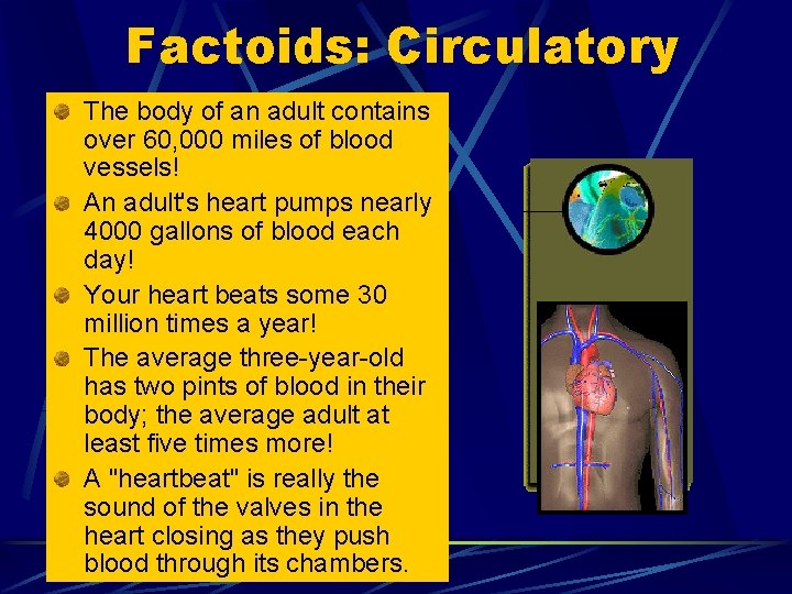 Factoids: Circulatory The body of an adult contains over 60, 000 miles of blood Factoids: Circulatory The body of an adult contains over 60, 000 miles of blood