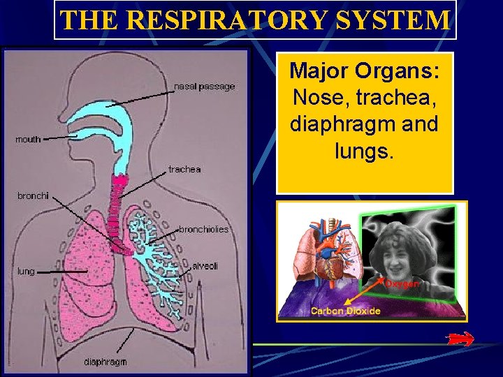 THE RESPIRATORY SYSTEM Major Organs: Nose, trachea, diaphragm and lungs. THE RESPIRATORY SYSTEM Major Organs: Nose, trachea, diaphragm and lungs.