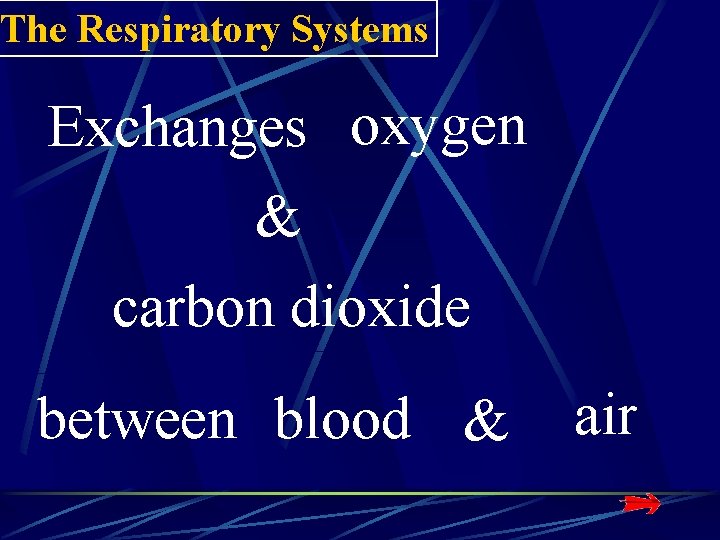 The Respiratory Systems Exchanges oxygen & carbon dioxide between blood & air The Respiratory Systems Exchanges oxygen & carbon dioxide between blood & air