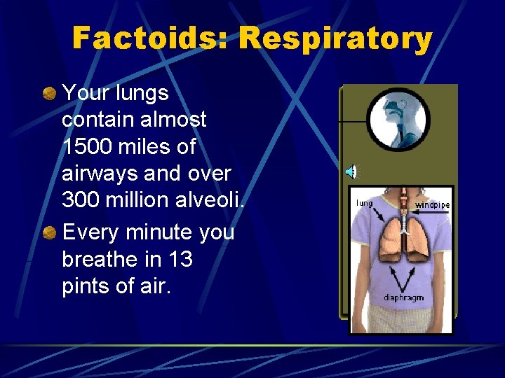 Factoids: Respiratory Your lungs contain almost 1500 miles of airways and over 300 million Factoids: Respiratory Your lungs contain almost 1500 miles of airways and over 300 million