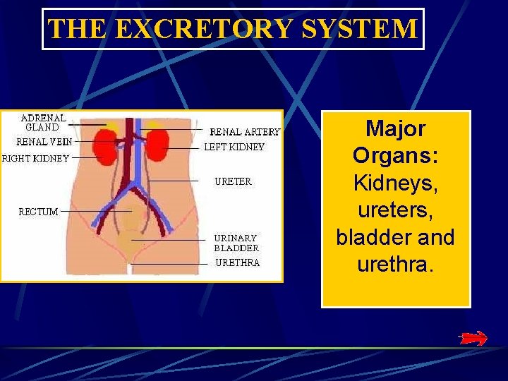 THE EXCRETORY SYSTEM Major Organs: Kidneys, ureters, bladder and urethra. THE EXCRETORY SYSTEM Major Organs: Kidneys, ureters, bladder and urethra.