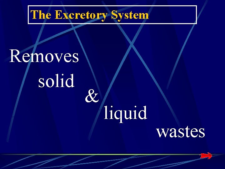 The Excretory System Removes solid & liquid wastes The Excretory System Removes solid & liquid wastes