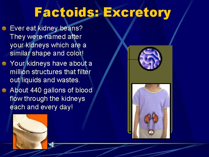 Factoids: Excretory Ever eat kidney beans? They were named after your kidneys which are Factoids: Excretory Ever eat kidney beans? They were named after your kidneys which are