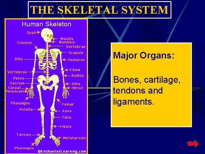 THE SKELETAL SYSTEM Major Organs: Bones, cartilage, tendons and ligaments. THE SKELETAL SYSTEM Major Organs: Bones, cartilage, tendons and ligaments.