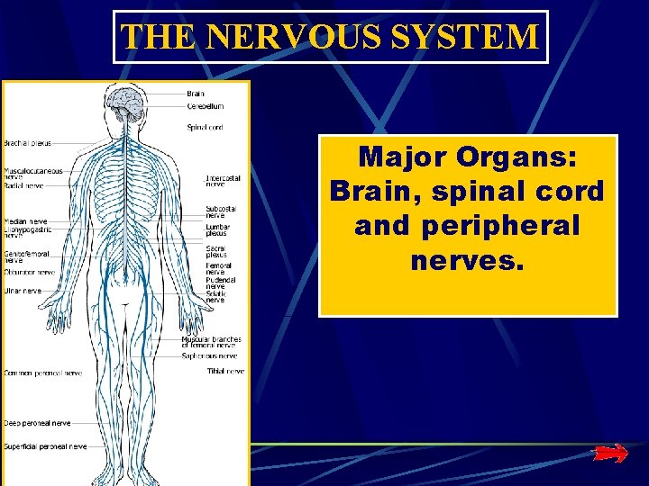 THE NERVOUS SYSTEM Major Organs: Brain, spinal cord and peripheral nerves. THE NERVOUS SYSTEM Major Organs: Brain, spinal cord and peripheral nerves.