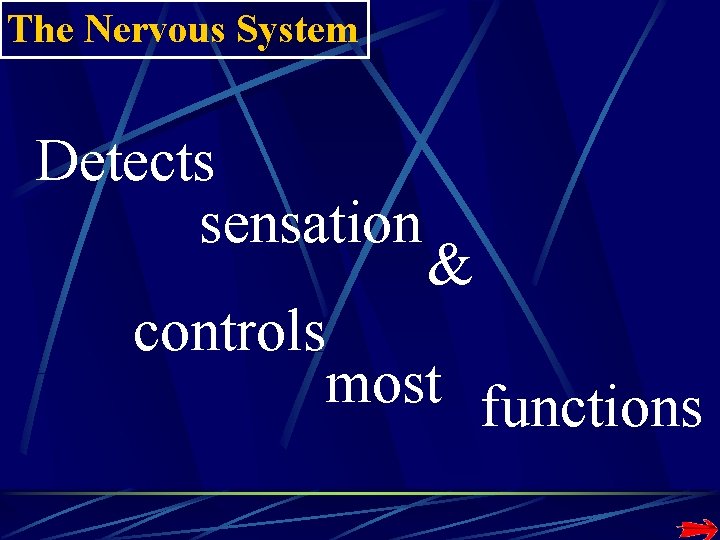 The Nervous System Detects sensation & controls most functions The Nervous System Detects sensation & controls most functions