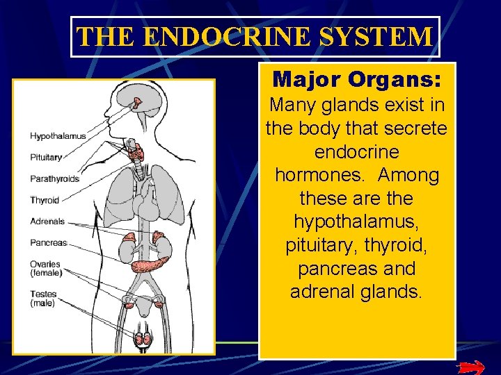 THE ENDOCRINE SYSTEM Major Organs: Many glands exist in the body that secrete endocrine THE ENDOCRINE SYSTEM Major Organs: Many glands exist in the body that secrete endocrine