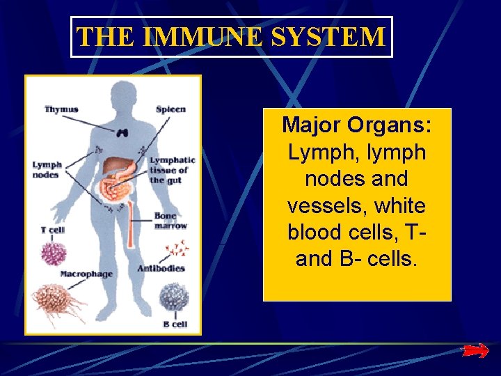 THE IMMUNE SYSTEM Major Organs: Lymph, lymph nodes and vessels, white blood cells, Tand THE IMMUNE SYSTEM Major Organs: Lymph, lymph nodes and vessels, white blood cells, Tand
