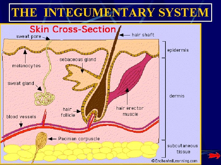 THE INTEGUMENTARY SYSTEM THE INTEGUMENTARY SYSTEM