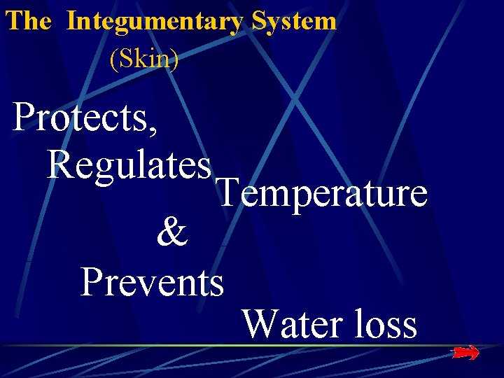 The Integumentary System (Skin) Protects, Regulates Temperature & Prevents Water loss The Integumentary System (Skin) Protects, Regulates Temperature & Prevents Water loss