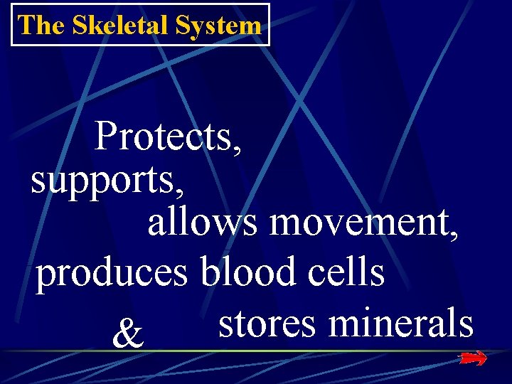 The Skeletal System Protects, supports, allows movement, produces blood cells stores minerals & The Skeletal System Protects, supports, allows movement, produces blood cells stores minerals &