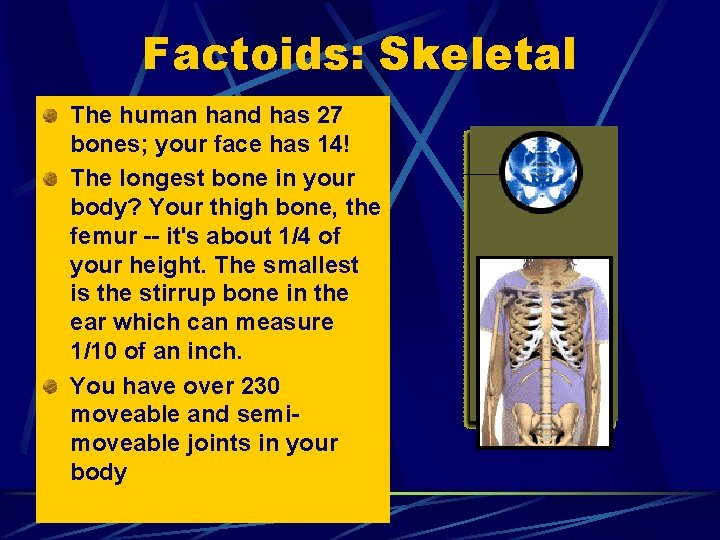 Factoids: Skeletal The human hand has 27 bones; your face has 14! The longest Factoids: Skeletal The human hand has 27 bones; your face has 14! The longest