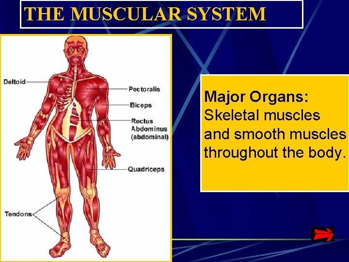 THE MUSCULAR SYSTEM Major Organs: Skeletal muscles and smooth muscles throughout the body. THE MUSCULAR SYSTEM Major Organs: Skeletal muscles and smooth muscles throughout the body.