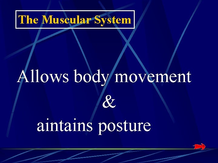 The Muscular System Allows body movement & aintains posture The Muscular System Allows body movement & aintains posture