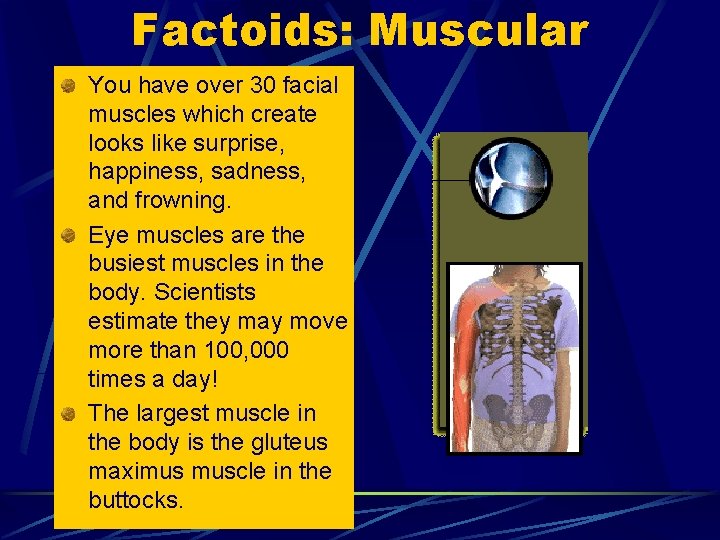 Factoids: Muscular You have over 30 facial muscles which create looks like surprise, happiness, Factoids: Muscular You have over 30 facial muscles which create looks like surprise, happiness,