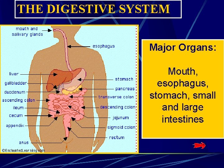 THE DIGESTIVE SYSTEM Major Organs: Mouth, esophagus, stomach, small and large intestines THE DIGESTIVE SYSTEM Major Organs: Mouth, esophagus, stomach, small and large intestines