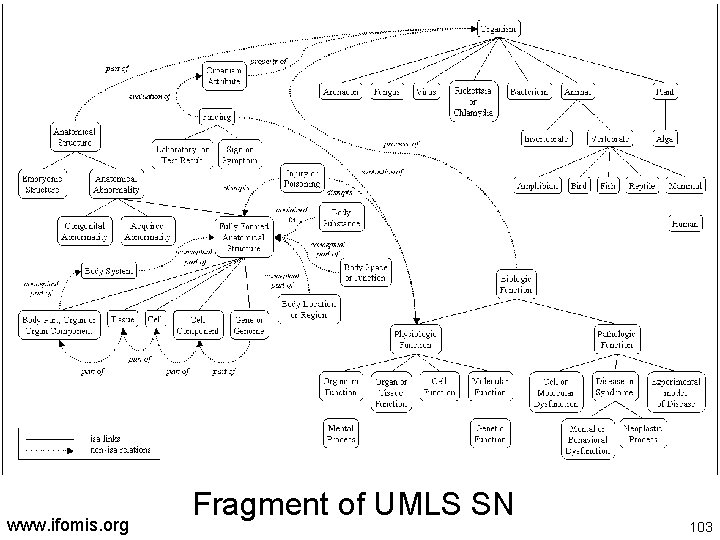 www. ifomis. org Fragment of UMLS SN 103 