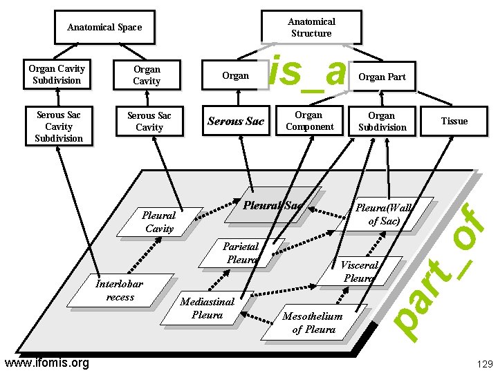Anatomical Structure Organ Cavity Subdivision Organ Cavity Organ Serous Sac Cavity Subdivision Serous Sac
