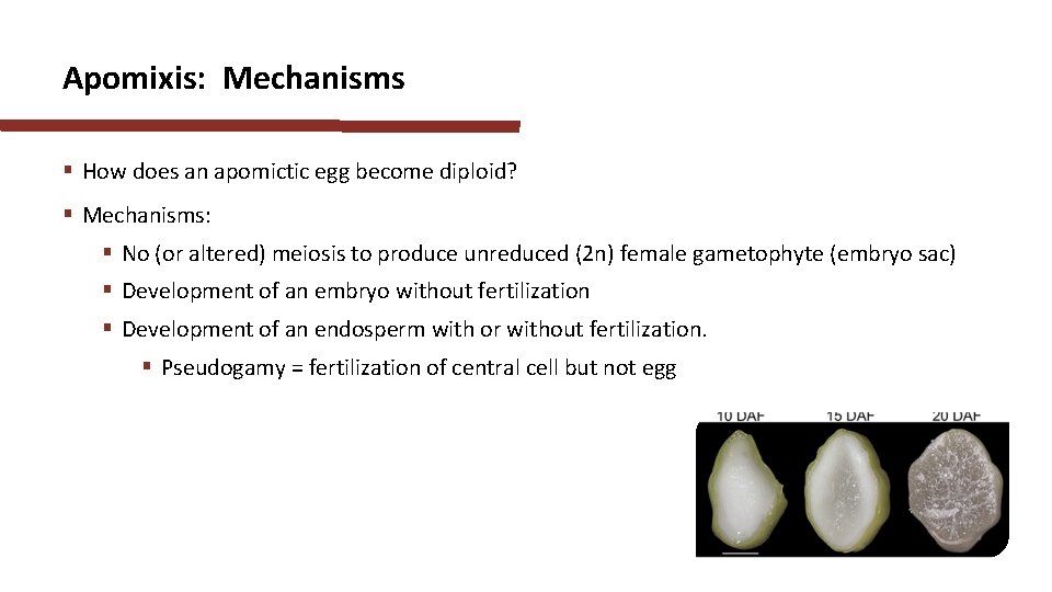 Apomixis: Mechanisms § How does an apomictic egg become diploid? § Mechanisms: § No