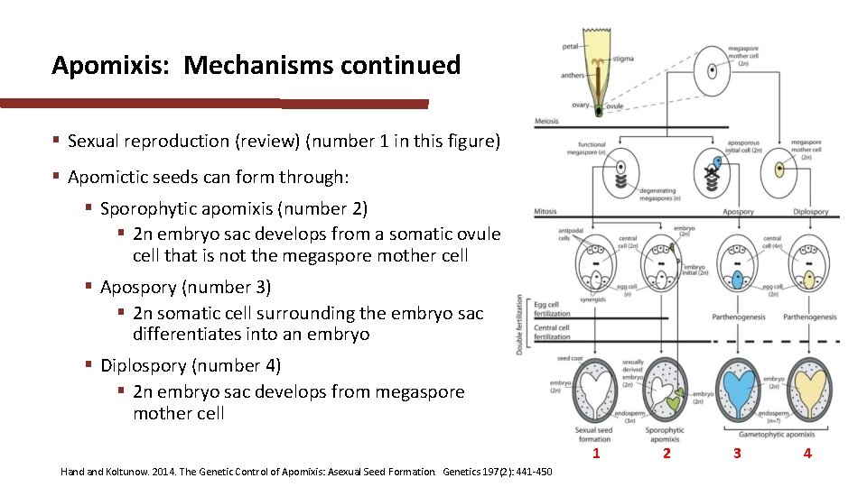 Apomixis: Mechanisms continued § Sexual reproduction (review) (number 1 in this figure) § Apomictic