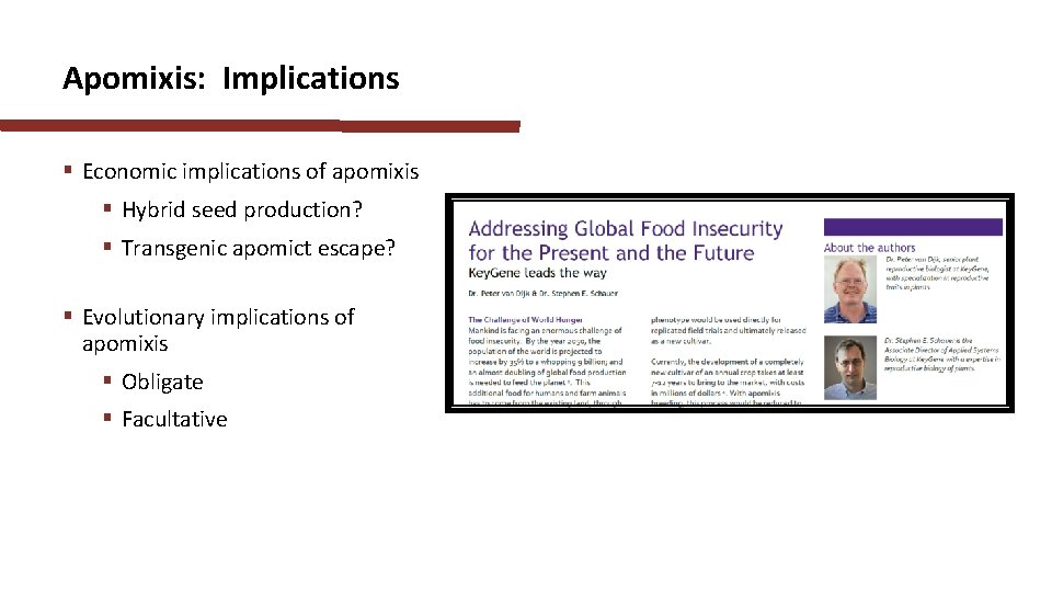 Apomixis: Implications § Economic implications of apomixis § Hybrid seed production? § Transgenic apomict