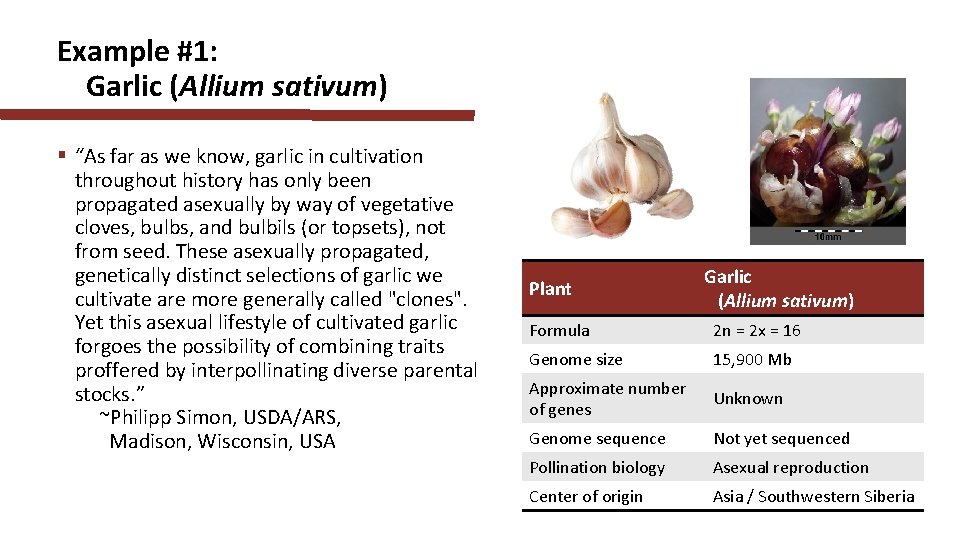 Example #1: Garlic (Allium sativum) § “As far as we know, garlic in cultivation