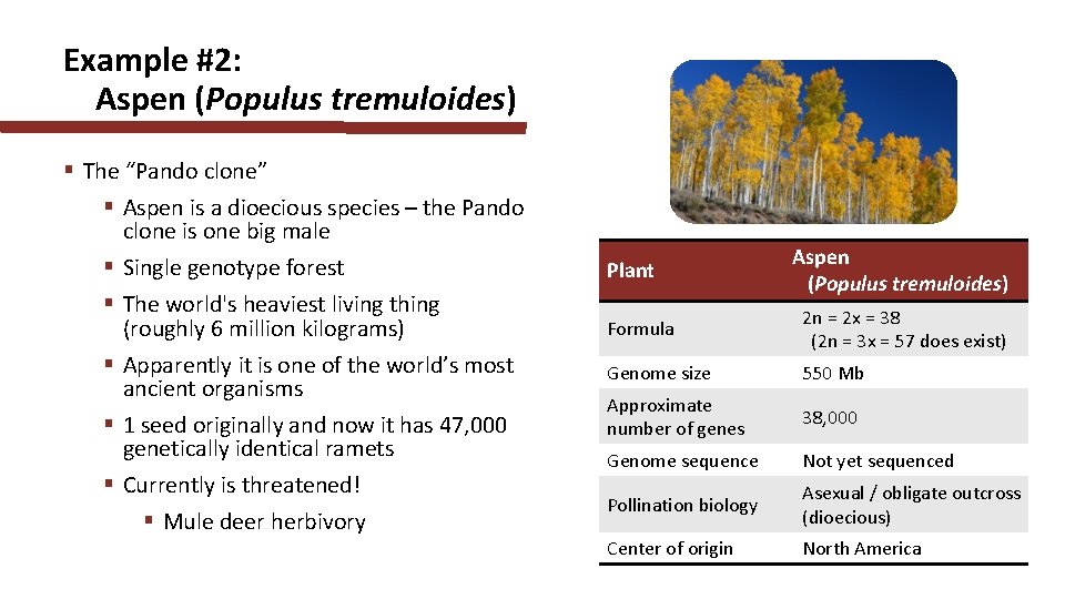 Example #2: Aspen (Populus tremuloides) § The “Pando clone” § Aspen is a dioecious