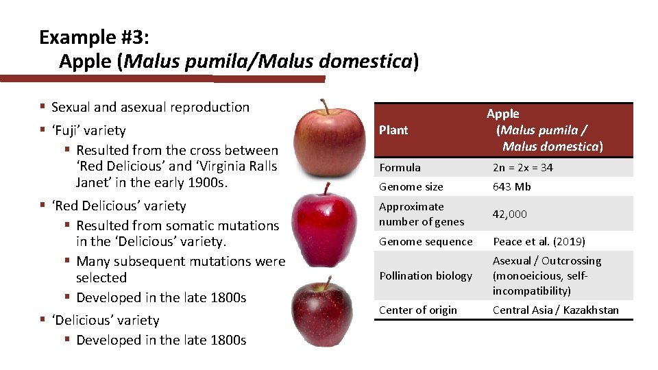 Example #3: Apple (Malus pumila/Malus domestica) § Sexual and asexual reproduction § ‘Fuji’ variety