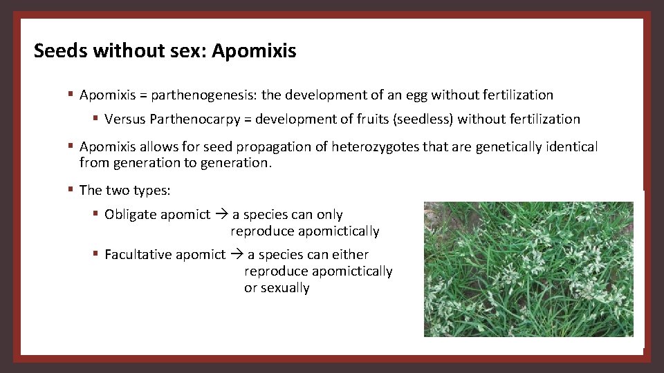 Seeds without sex: Apomixis § Apomixis = parthenogenesis: the development of an egg without