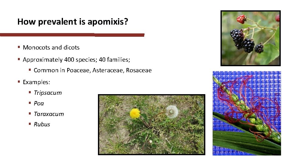 How prevalent is apomixis? § Monocots and dicots § Approximately 400 species; 40 families;